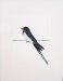 Swallow (after Gareth Watling)