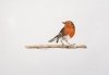 Robin 2