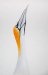 Gannet