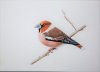 Hawfinch