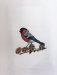 Bullfinch