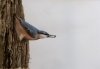 Nuthatch