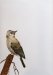 Spotted Flycatcher (after T Lambert)