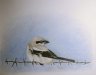 Adrian's Shrike