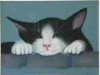 Catnap