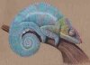 Chameleon