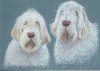 Jean's dogs