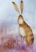 Hare