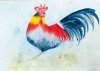 Cockerel