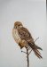 Kestrel