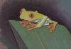 Tree frog