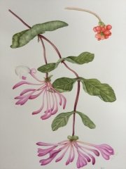 Honeysuckle