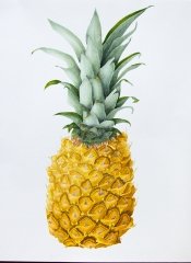 A Large Pineapple