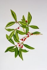 Skimmia