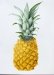 a-large-pineapple