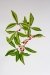 skimmia