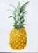 thumbs_a-large-pineapple